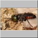 Tachysphex obscuripennis - Grabwespe m06 8mm Sandgrube Niedringhaussee.jpg